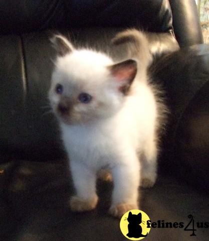 Kittens for Sale in Washington
