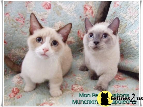 Munchkins Kittens