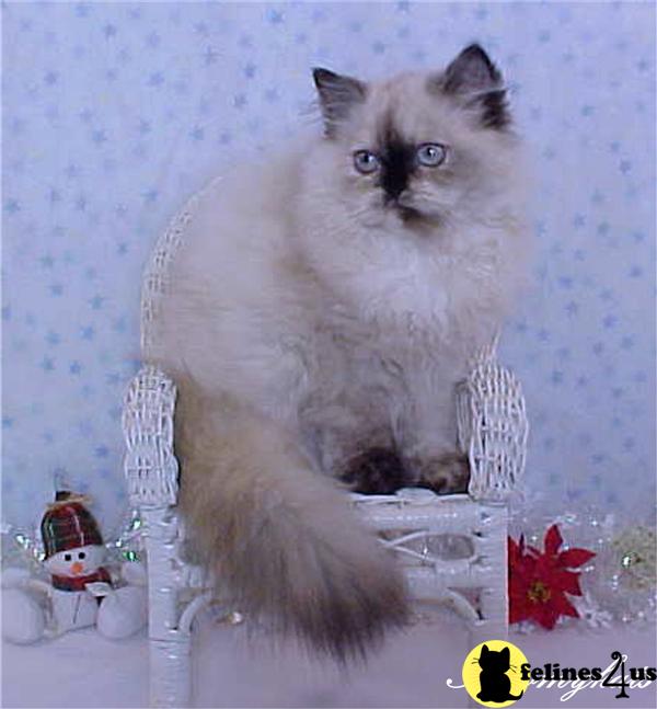 Kittens for Sale