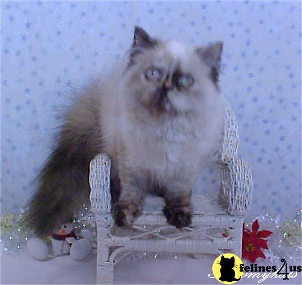 Kittens for Sale