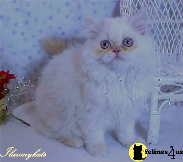 Kittens for Sale