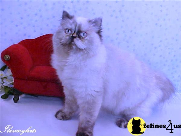 Himalayan Kittens