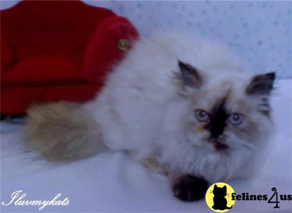 ILUVMYKATS Cattery