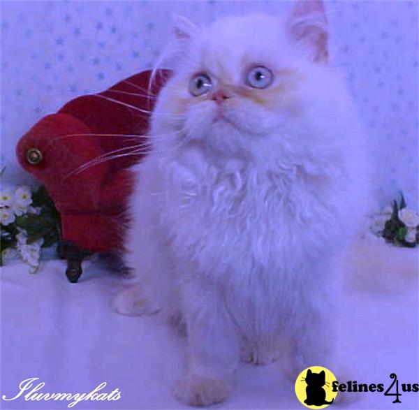 ILUVMYKATS Cattery