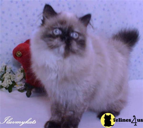 Himalayan Kittens