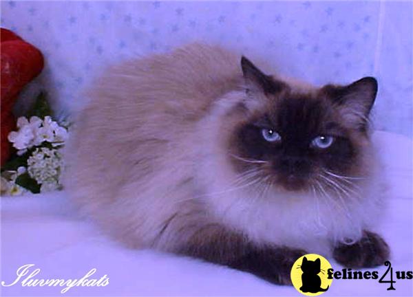 Himalayan Kittens