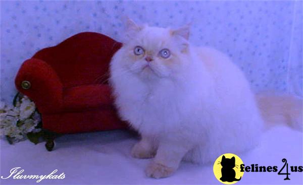 Himalayan Kittens