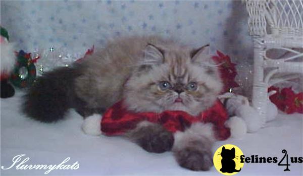 Nui Palani