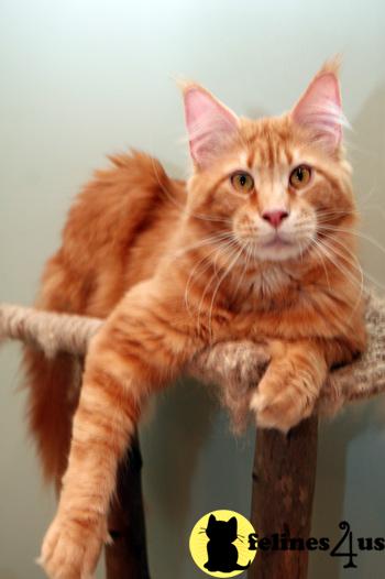 Cats for Sale