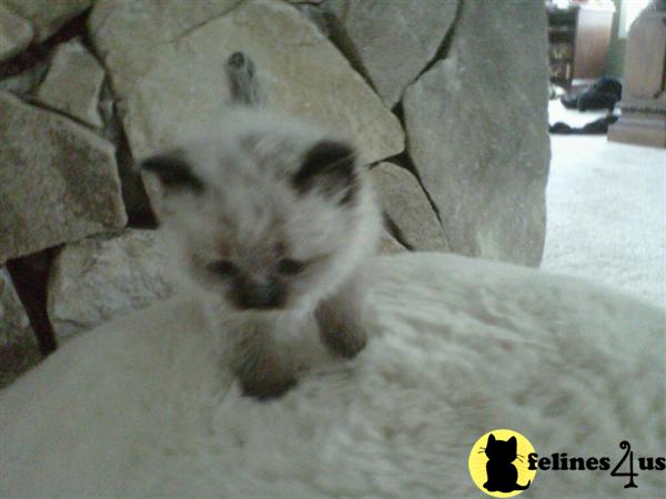 Kittens for Sale in Massachusetts