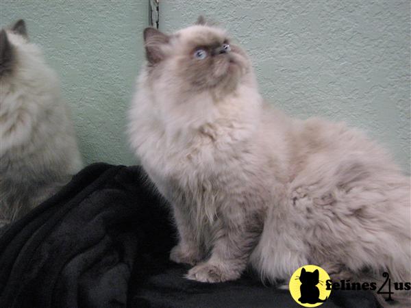 Kittens for Sale in Texas