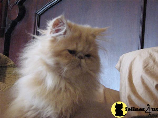 Kittens for Sale in Texas