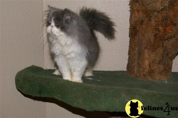 Adorable Persian CPC Kittens