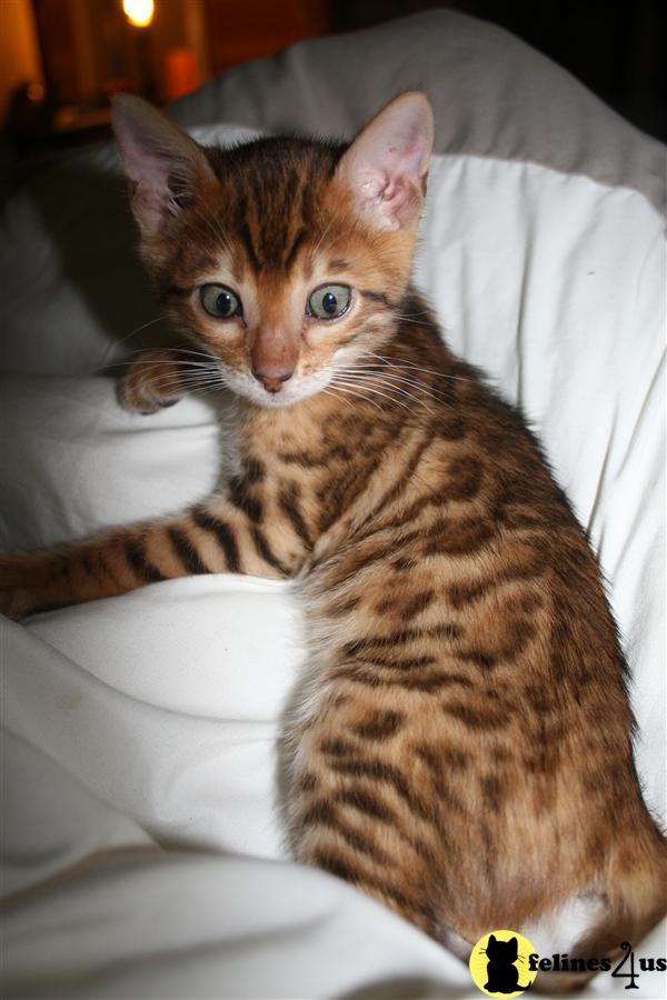 Bengal Kittens