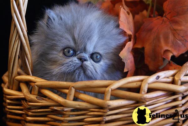 Kittens for Sale in Florida