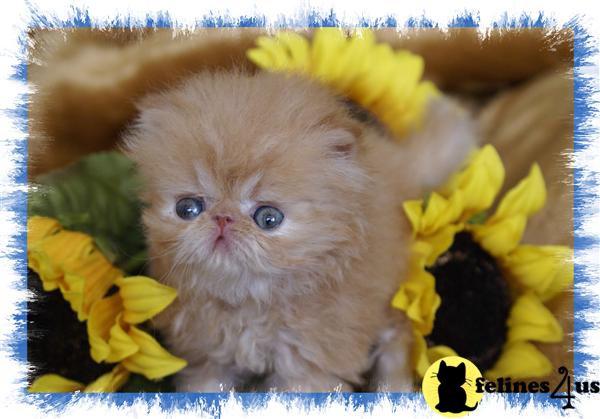 Kittens for Sale