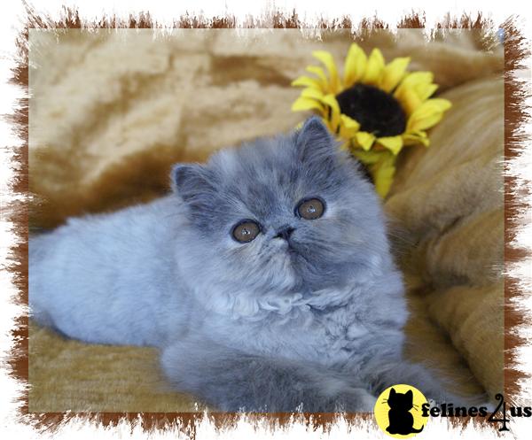 Kittens for Sale in Florida
