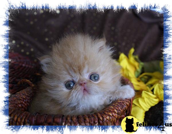 Kittens for Sale in Florida