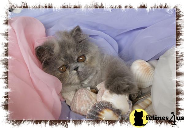 Persian for sale