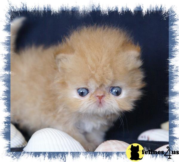 Kittens for Sale