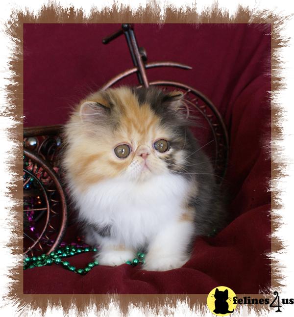 Kittens for Sale in Florida