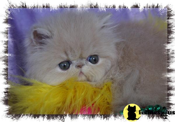 Kittens for Sale in Florida