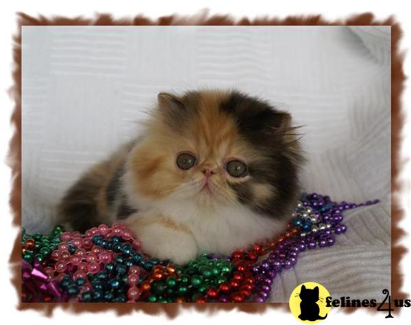 Persian Kittens