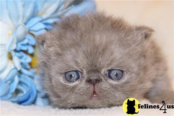 Persian Kittens