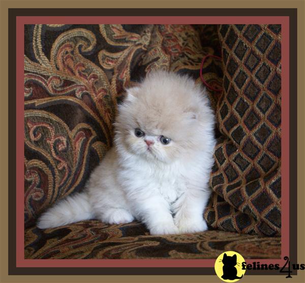 Persian Kittens
