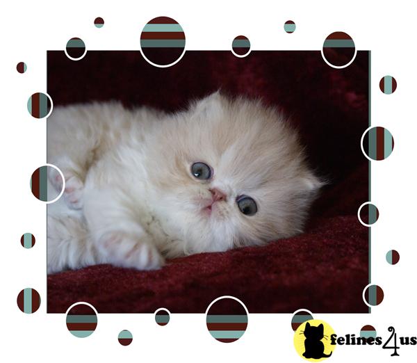 Persian Kittens