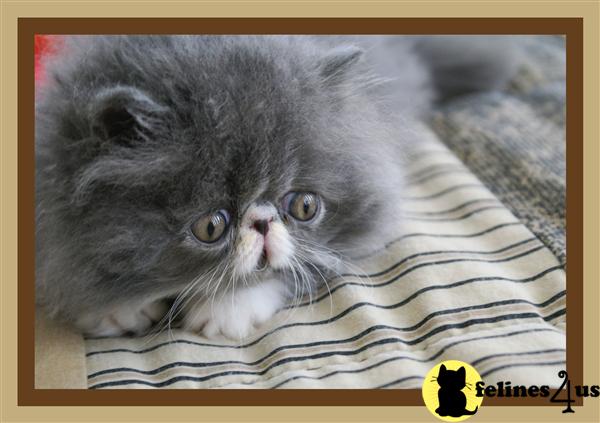 Kittens for Sale