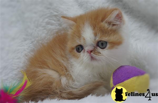 Exotic Shorthair Kittens