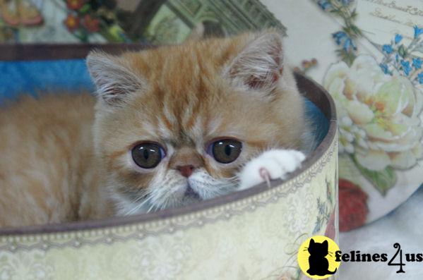 Exotic Shorthair Kittens in Florida