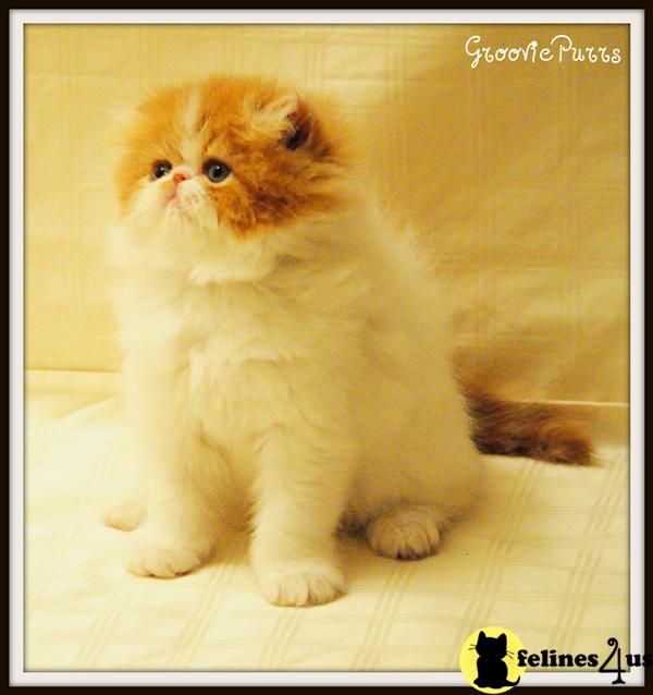 Kittens for Sale in Virginia