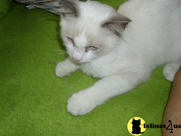 Kittens for Sale