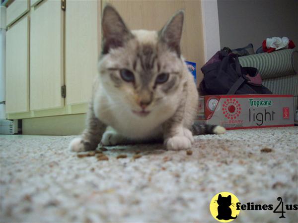 Kittens for Sale in Florida