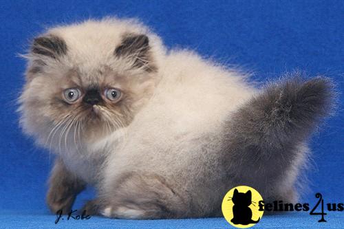 Free Kittens