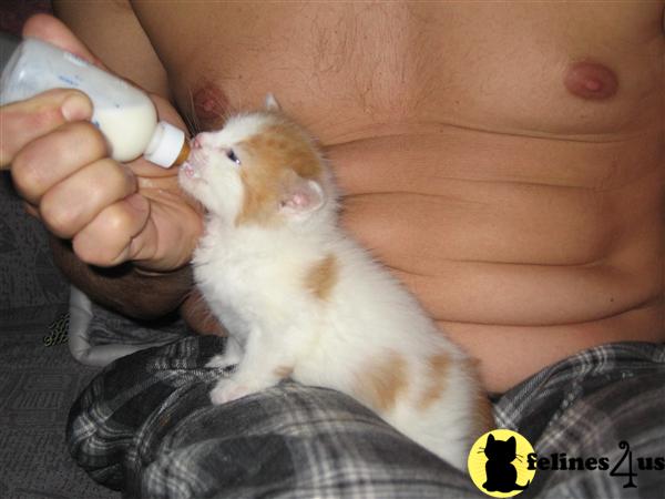 Siberian Kittens