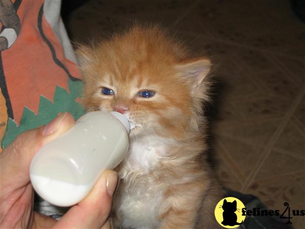 Siberian Kittens