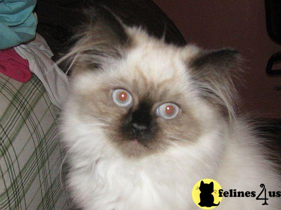 4 Himalayan kittens for sale