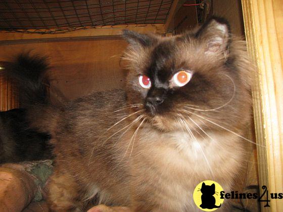 Two chocolate brothers need a home