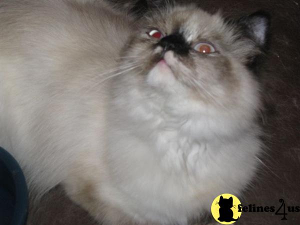 Himalayan Kittens