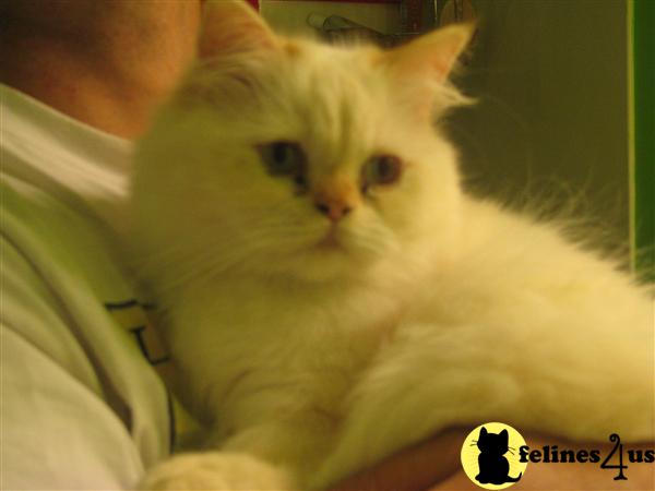 Himalayan Kittens