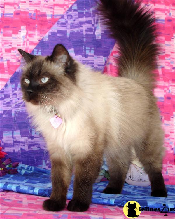 Kittens for Sale in New Mexico