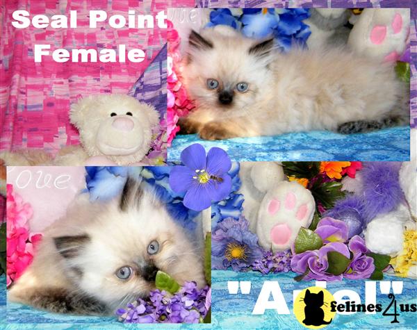 Kittens for Sale in New Mexico
