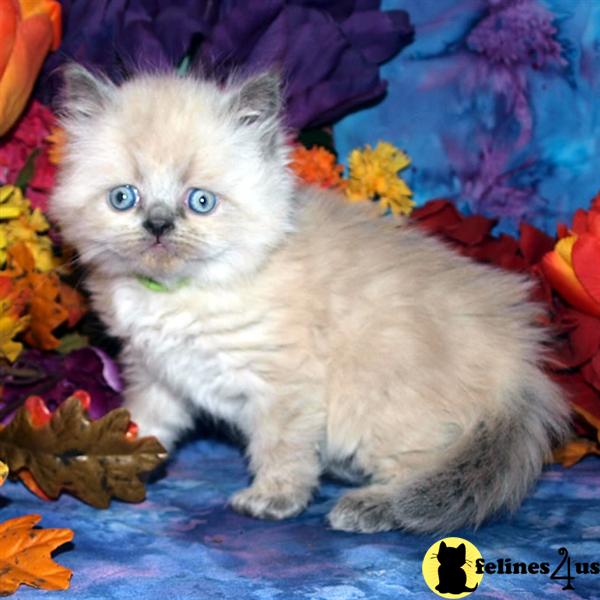 Kittens for Sale in New Mexico