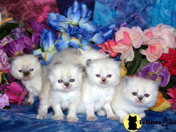 ADORABLE Himilayan/Persian Kittens MUST SEE