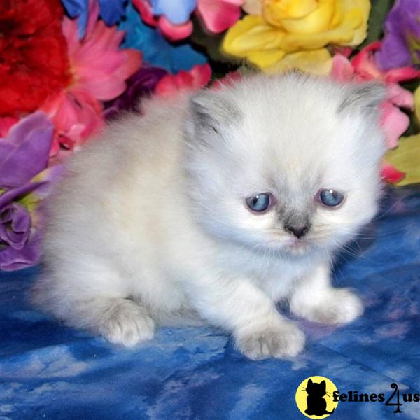 Kittens for Sale in New Mexico