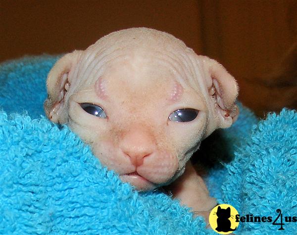 Sphynx Kittens Available