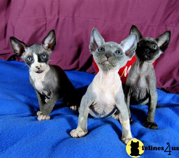 Sphynx kittens Available in All Colors